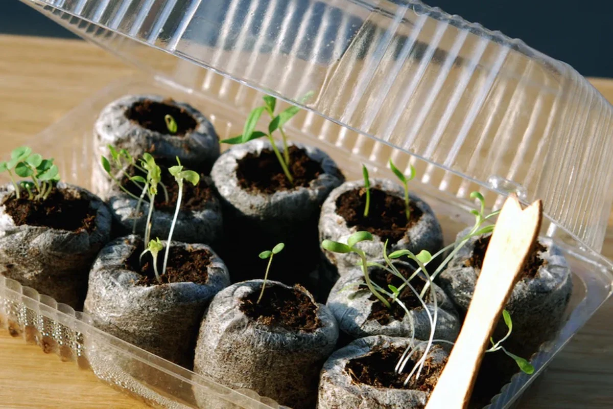 🪴Urban Organic Gardener's Monthly Seed Club 🌱 BASIC plan - Image 29