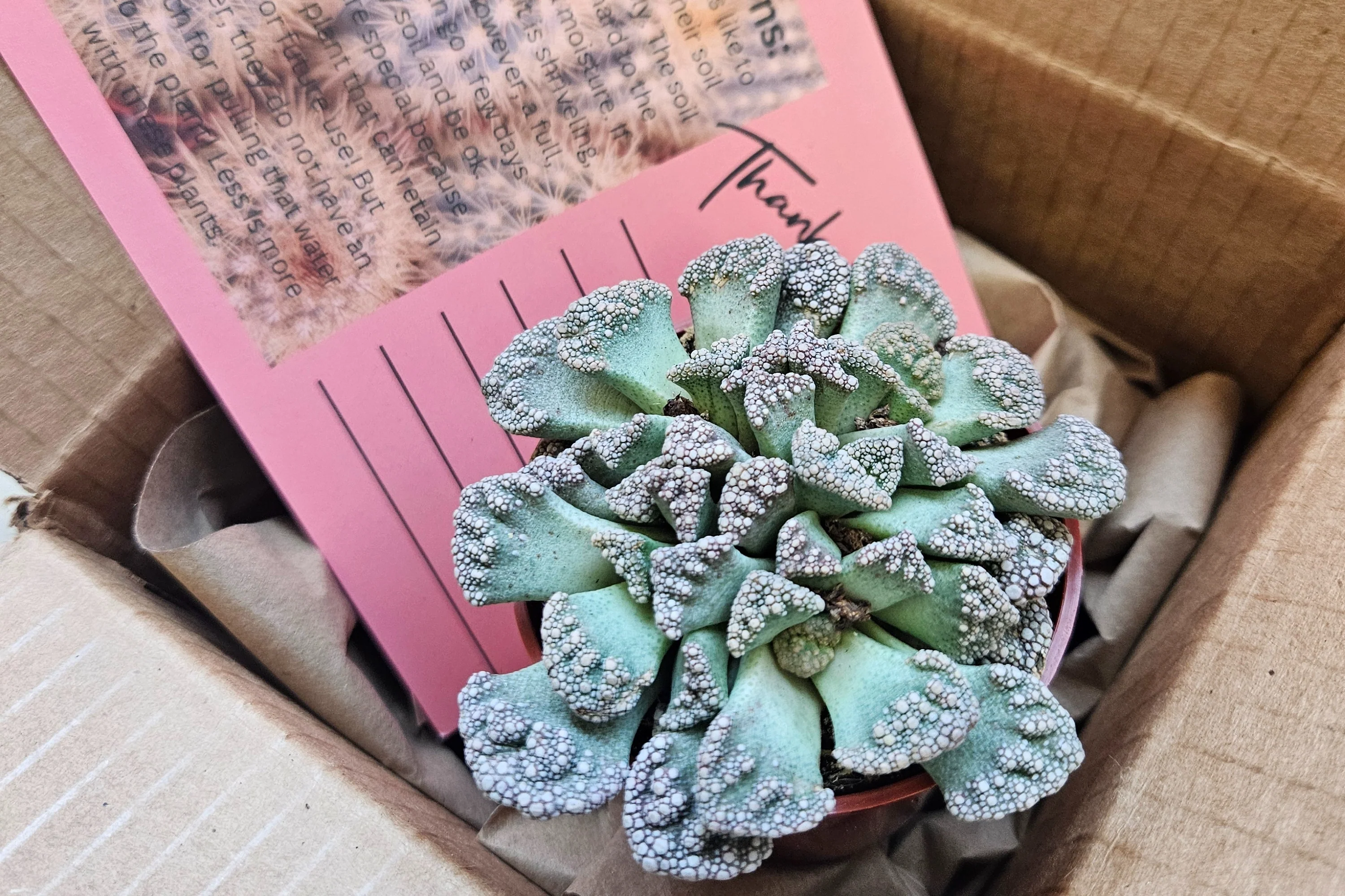 Monthly Premium Succulents - Image 5