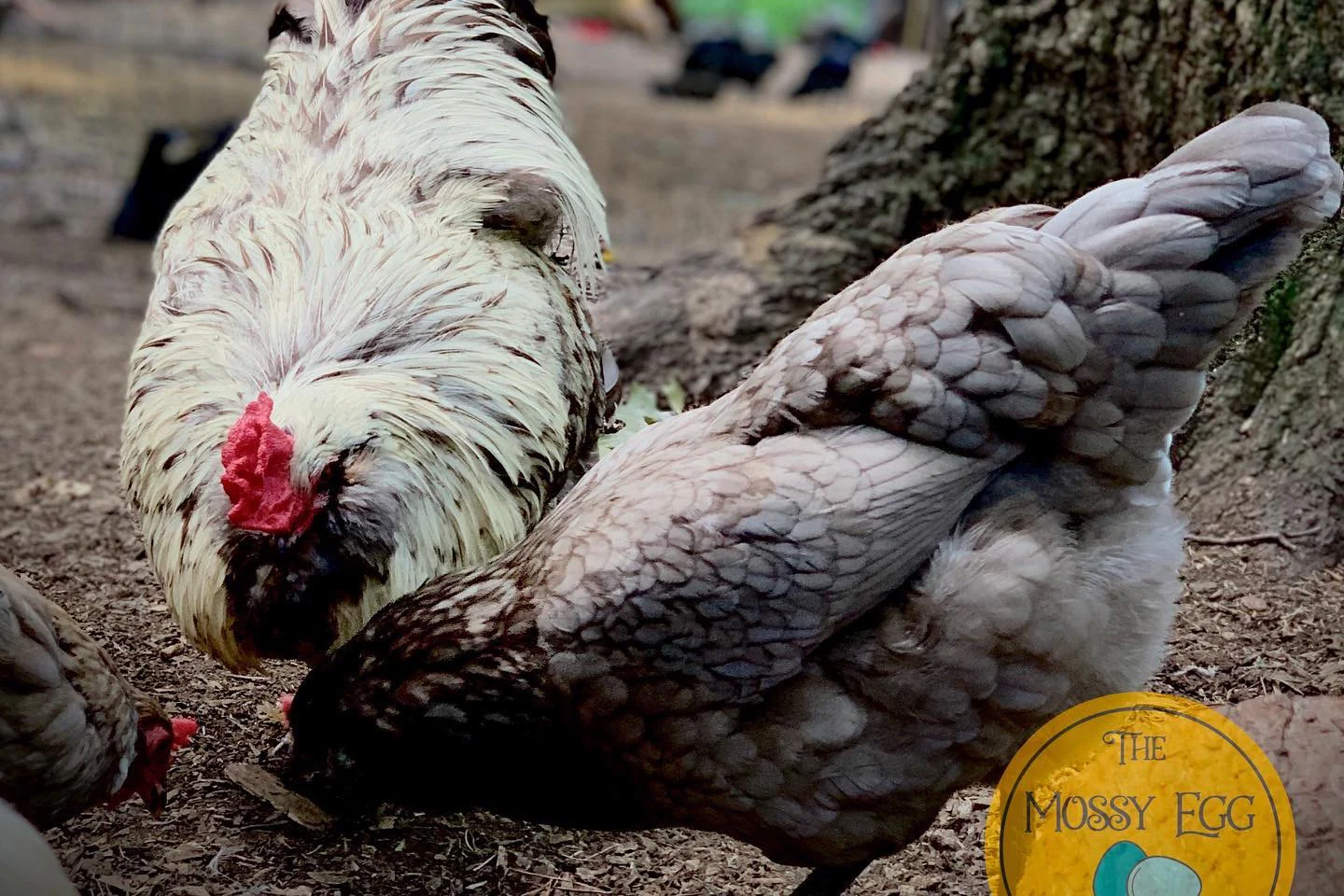 Monthly Surprise Chicken Hatching Egg Subscription - Image 4