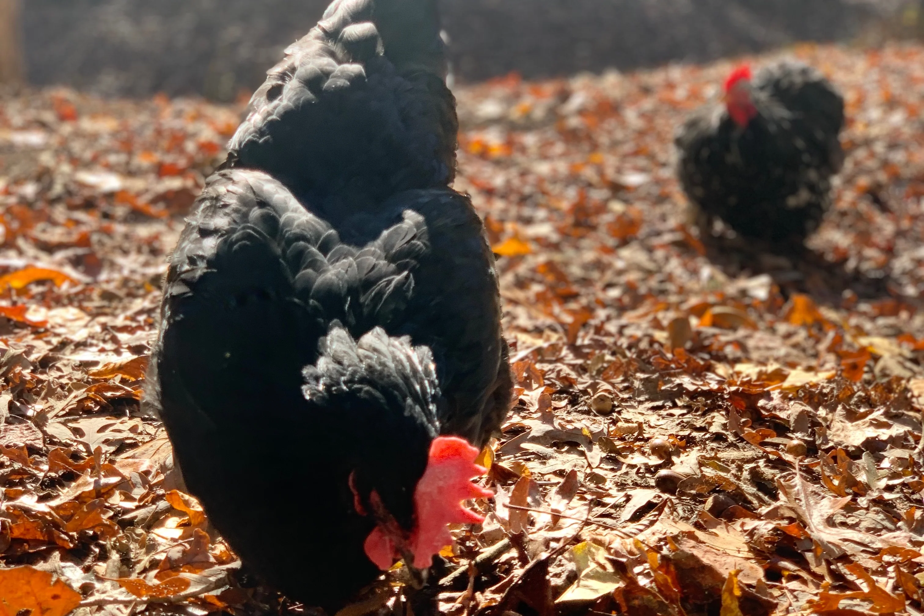 Monthly Surprise Chicken Hatching Egg Subscription - Image 5