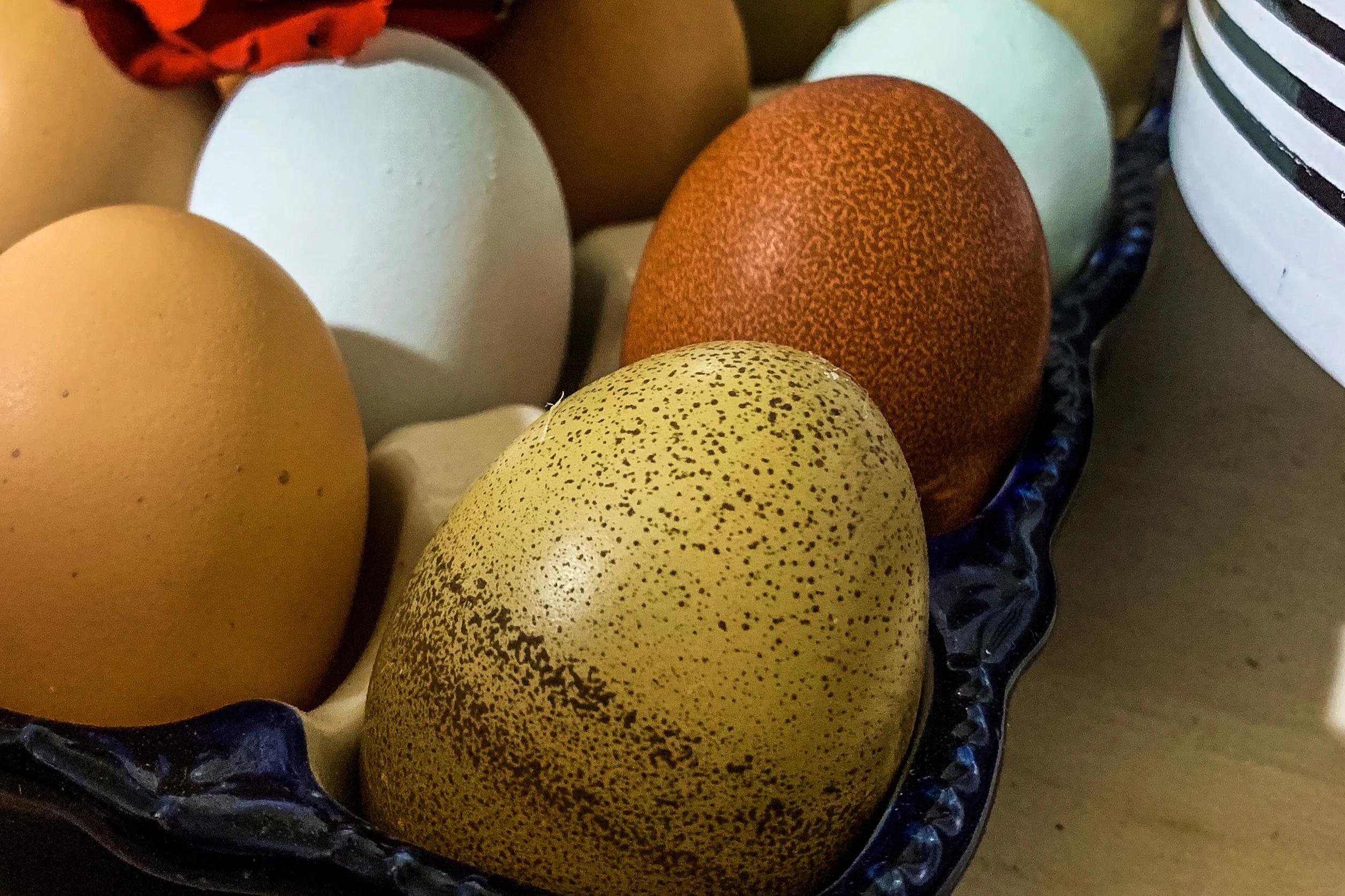 Monthly Surprise Chicken Hatching Egg Subscription - Image 9