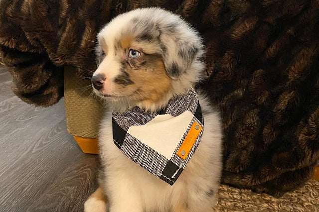 Pet Bandanas, Personalized, Each Month with Unique, Seasonal Themes - Image 2