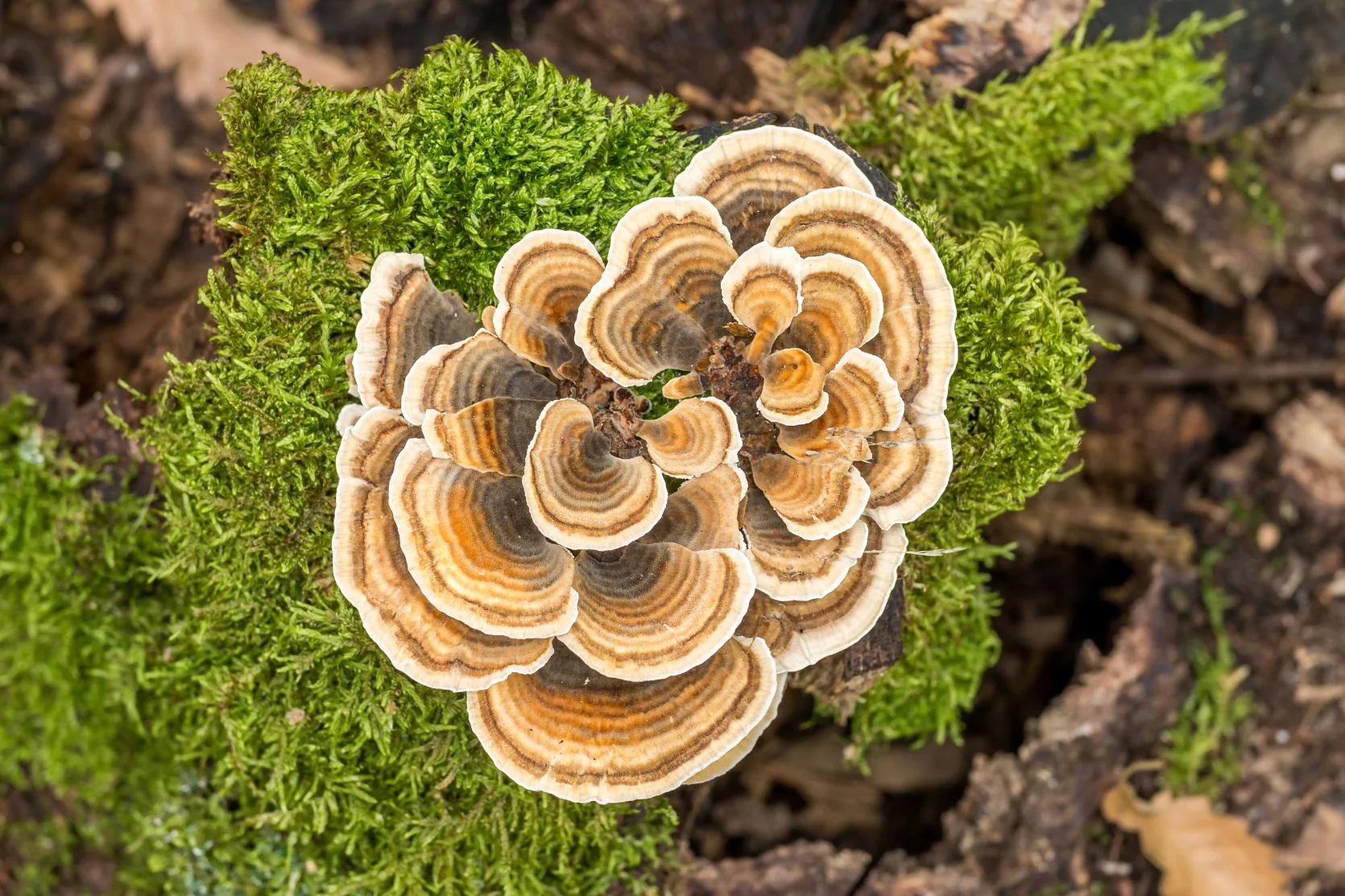 Mushroom Complex Extract - Image 3