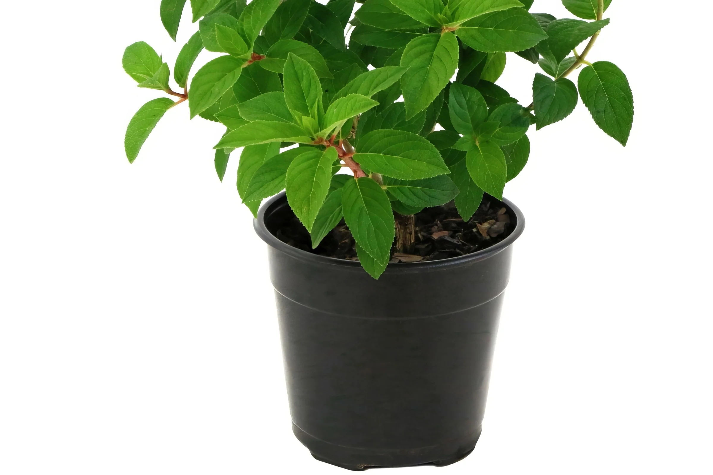 PATIO PLANT CLUB 2026 by My Garden Box - Image 5