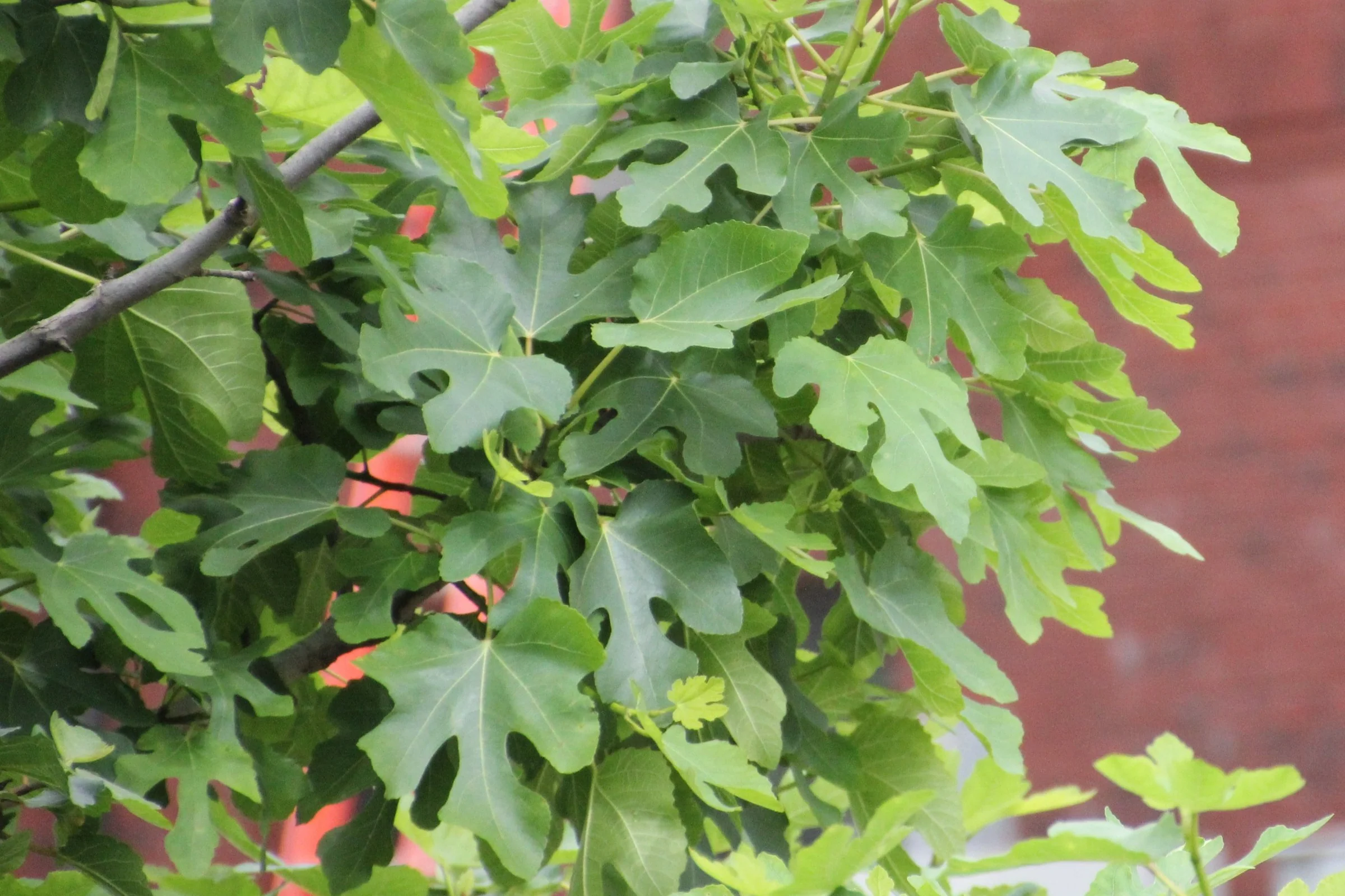 PATIO PLANT CLUB 2026 by My Garden Box - Image 7