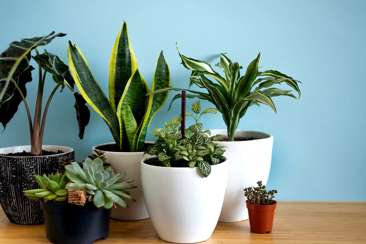 THE PLANT CLUB 2026 by My Garden Box - Image 8