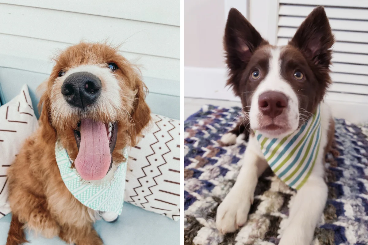 Northern By Sneed Monthly Dog Bandana Subscription - Image 7