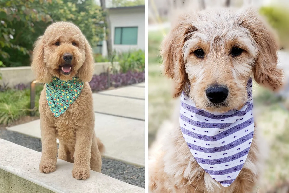 Northern By Sneed Monthly Dog Bandana Subscription - Image 8