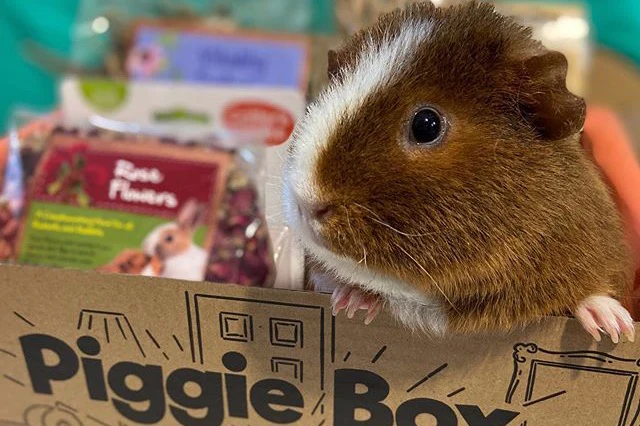 Piggie Box - Image 5