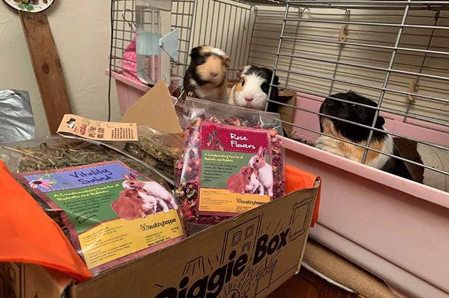 Piggie Box - Image 7
