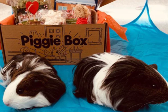 Piggie Box - Image 9