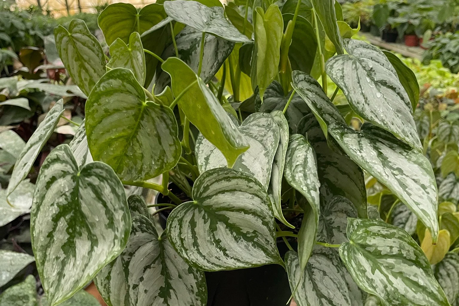 Premium House Plant Box - Image 6