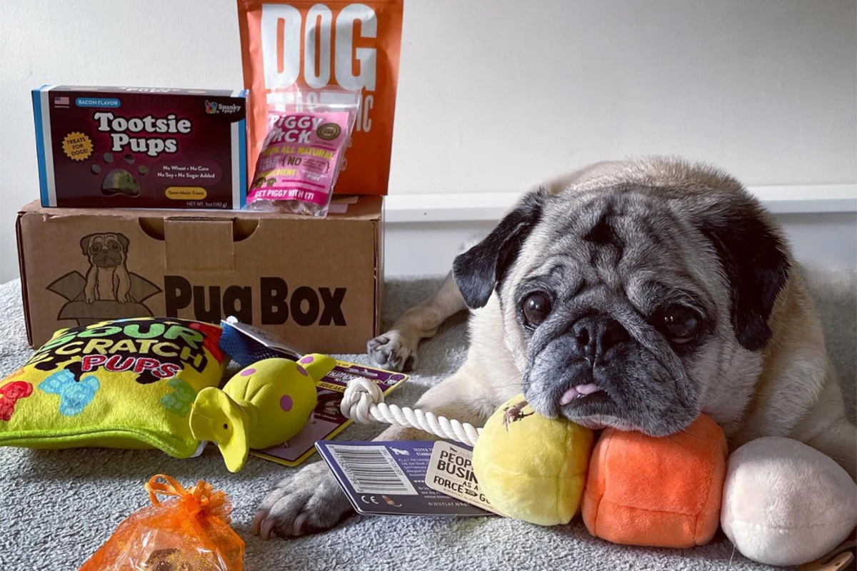 Premium Pug Box