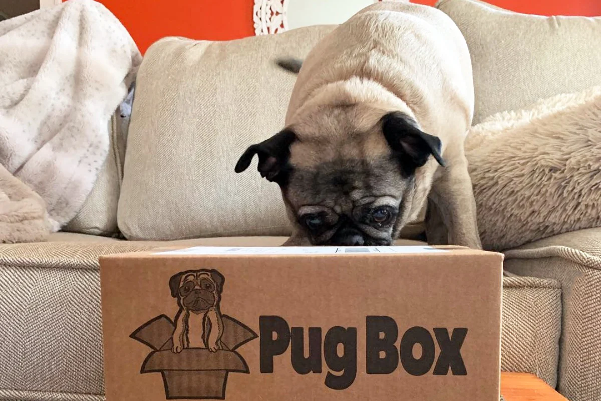 Premium Pug Box - Image 2