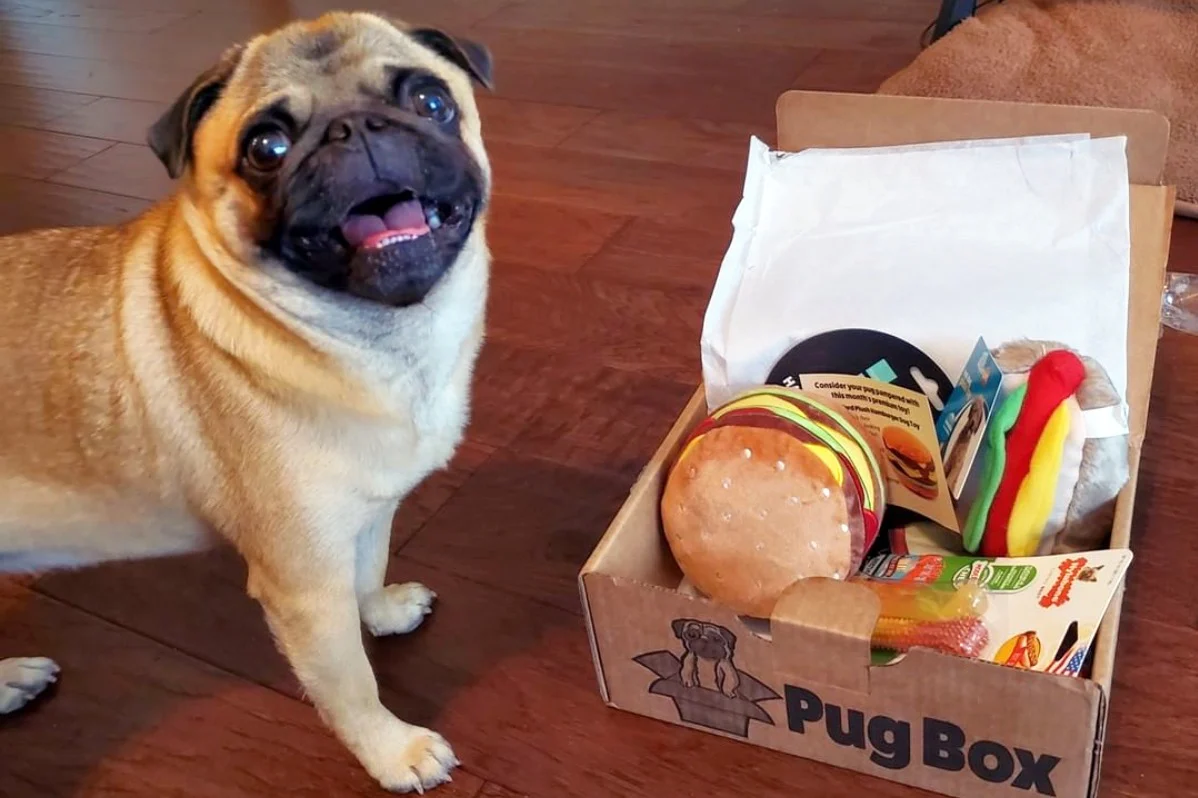 Premium Pug Box - Image 4