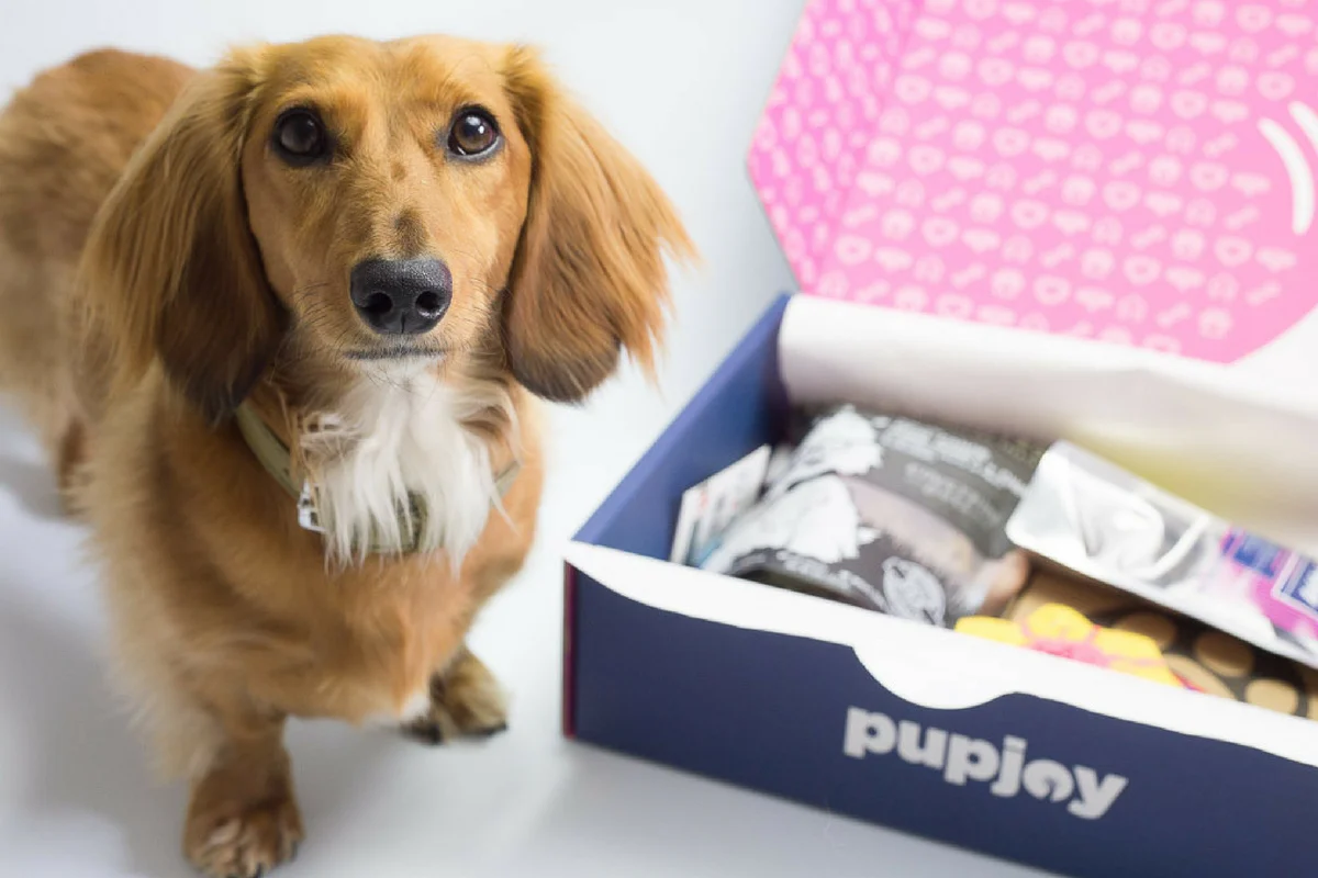 Monthly PupJoy Power Chewers Box, Treats & Toys, All Natural - Image 3