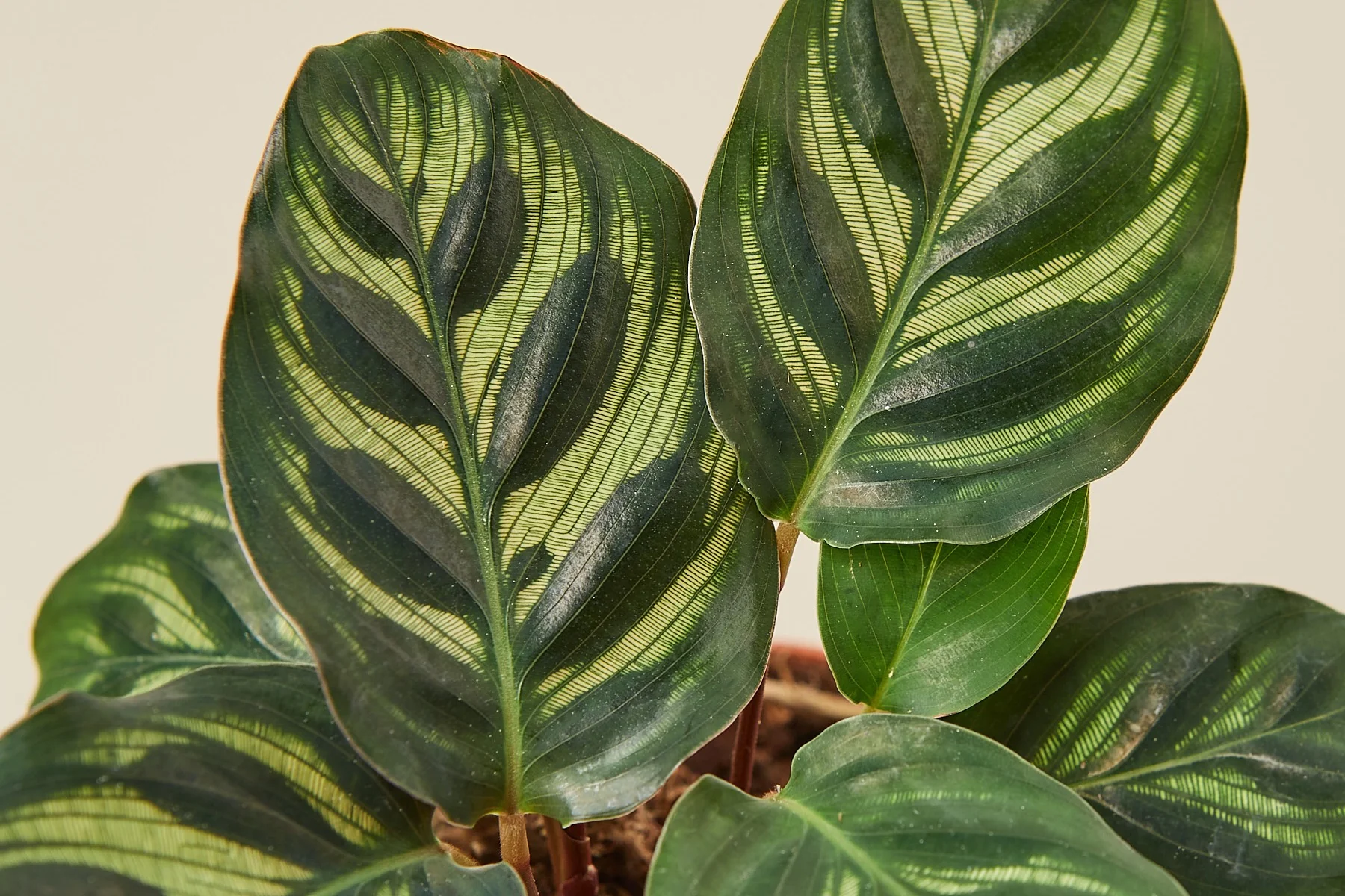 Rare House Plant Box - Image 6
