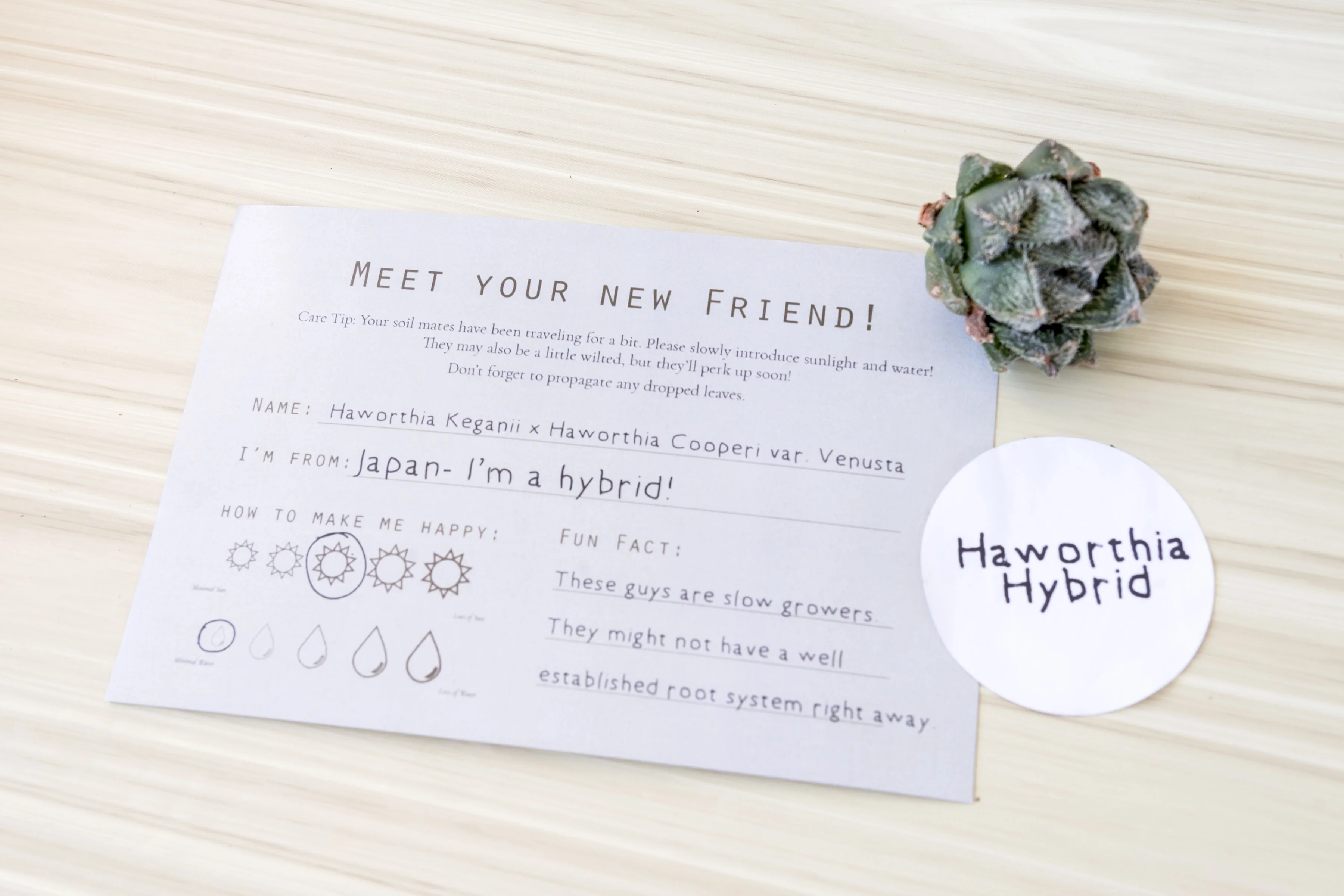 Unique Succulent Subscription For Plant Lovers 🪴 - Image 10