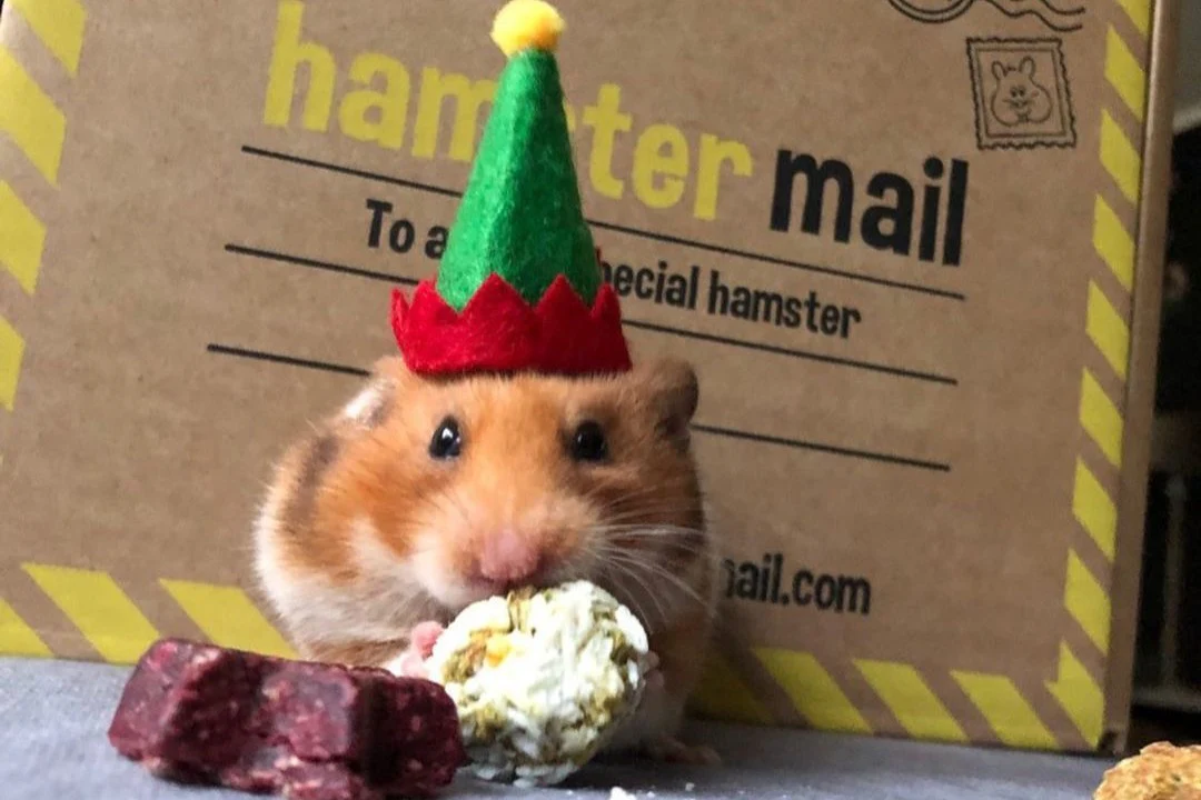 Hamster Mail - Image 2