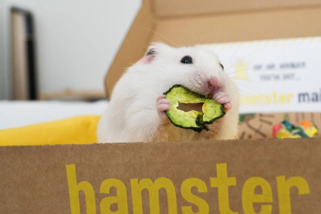 Hamster Mail - Image 6