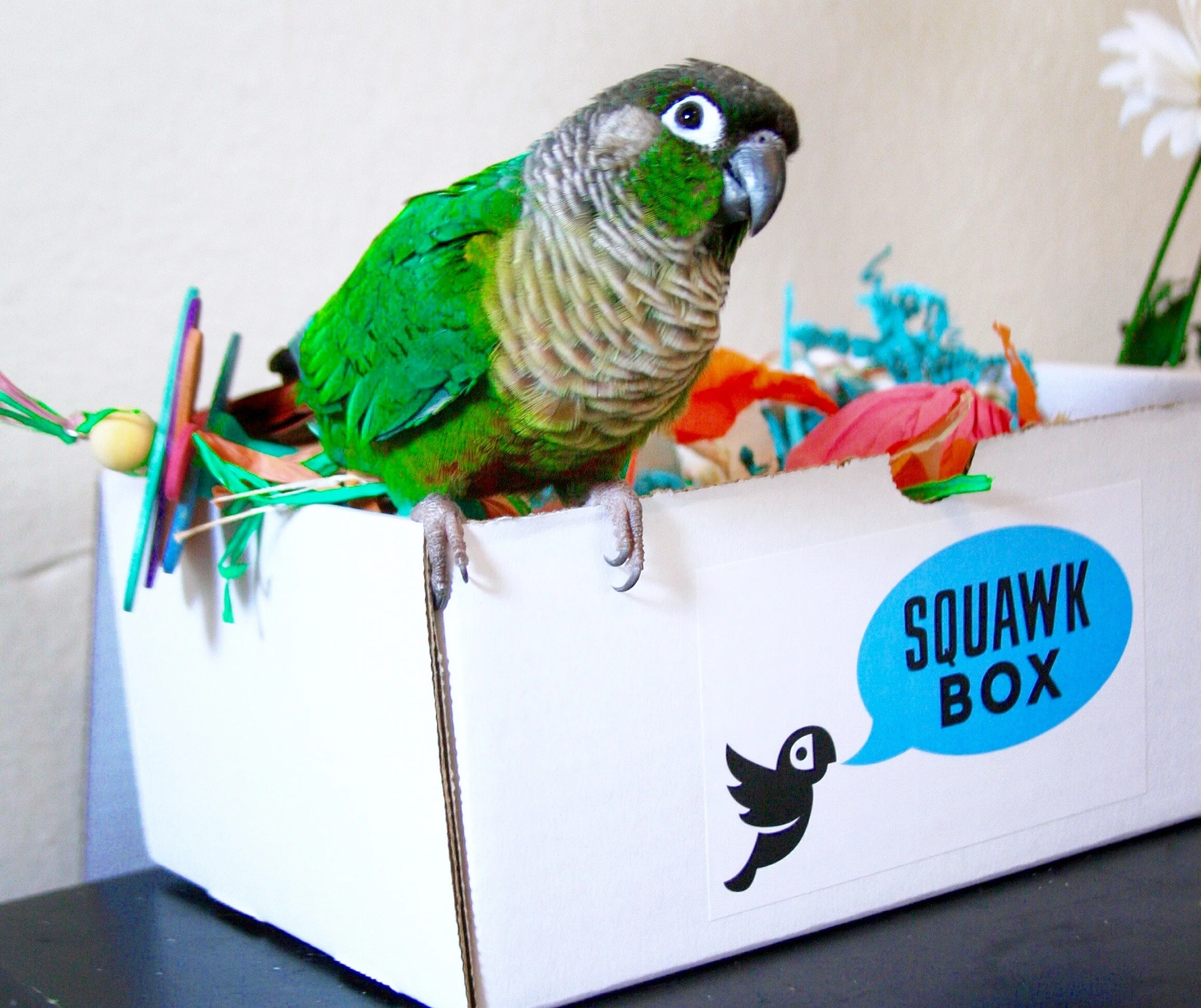 Squawk Box - Image 3