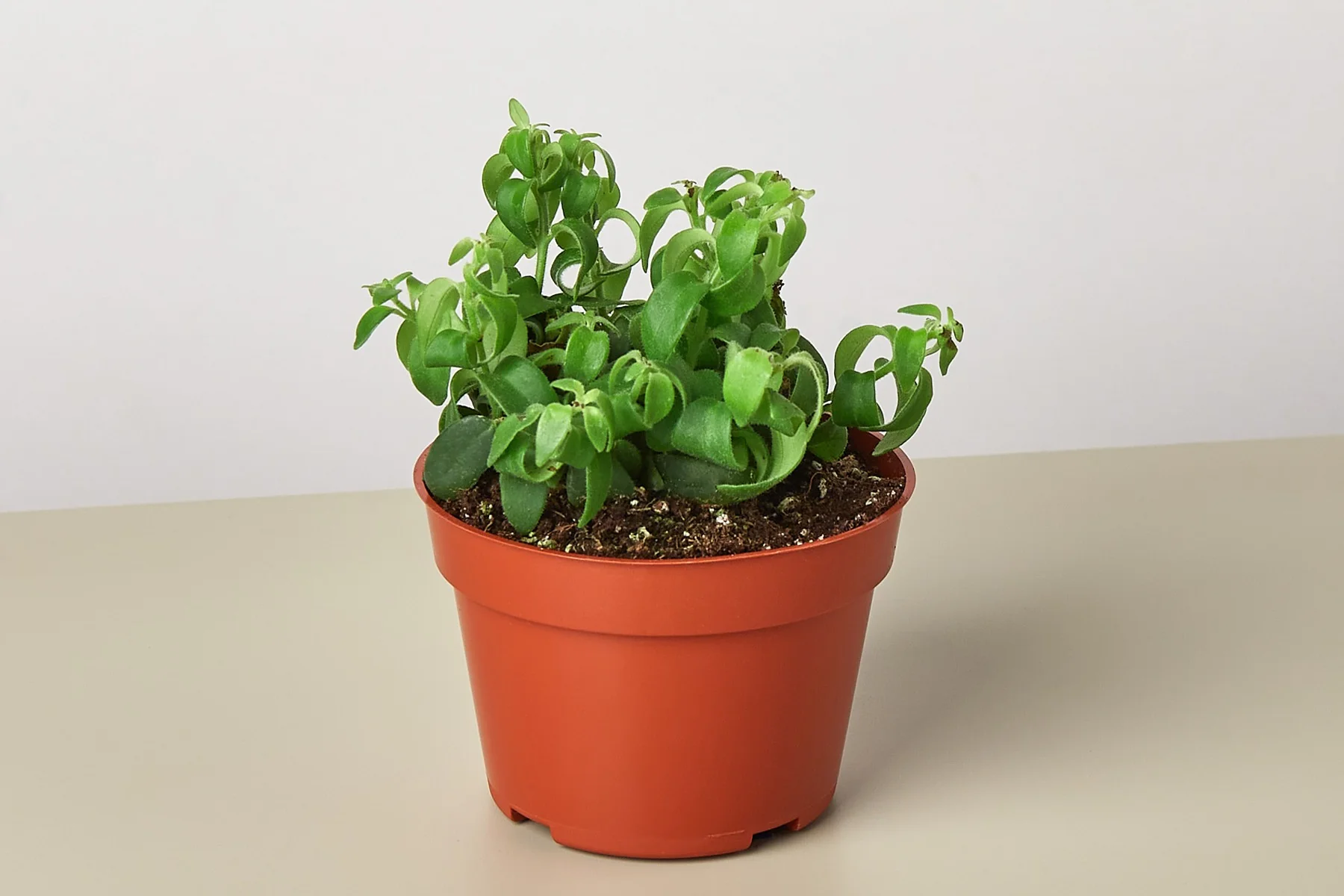 Succulent Box - Image 3