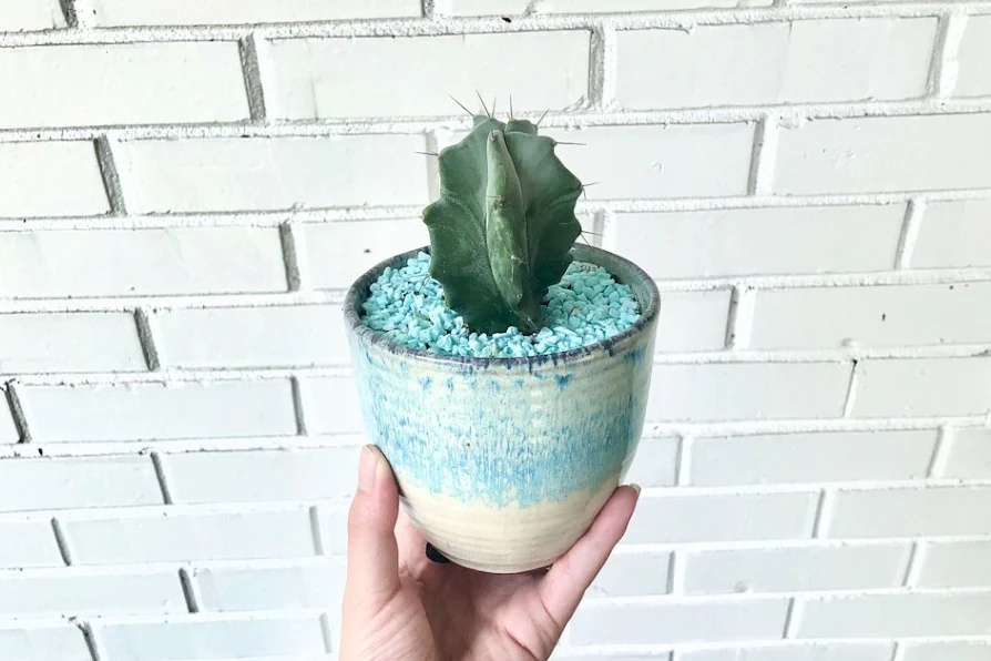 Succulent & Cacti Box - Planting Kit with Goodies! - Image 2
