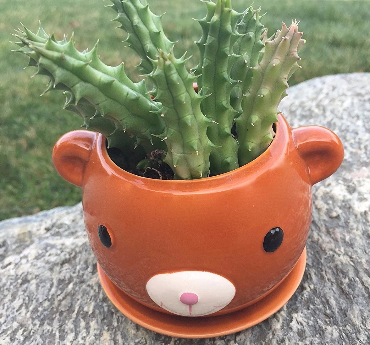Potted Succulent Plant - Image 3