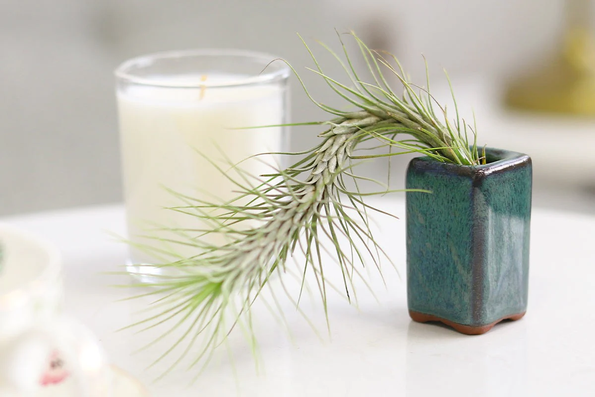 Airplant Box - Image 9