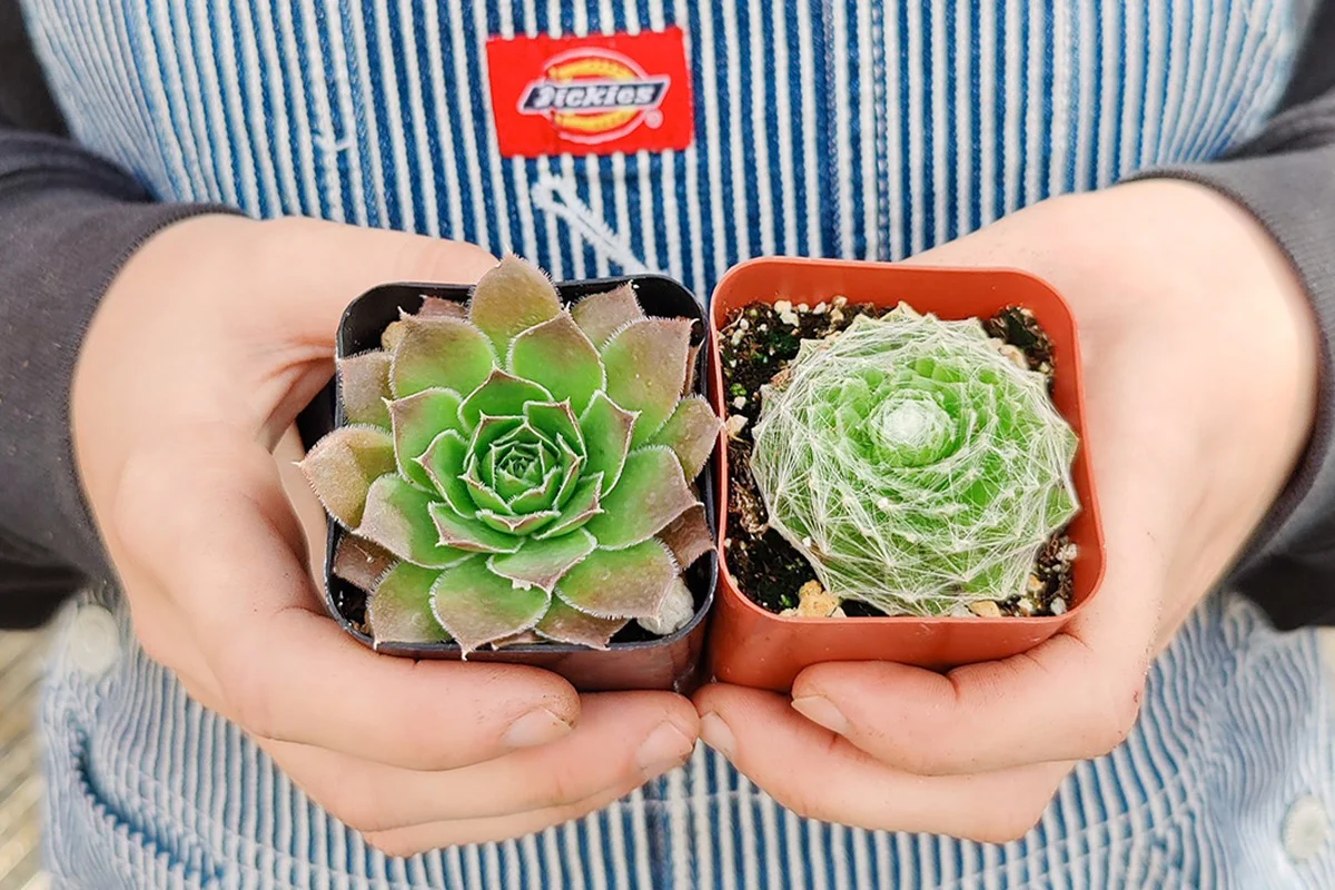 Succulents Box - Image 15