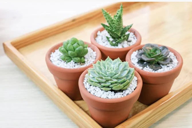 Succulents Box - Image 17