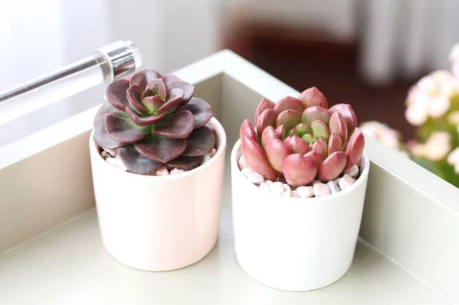Succulents Box - Image 20