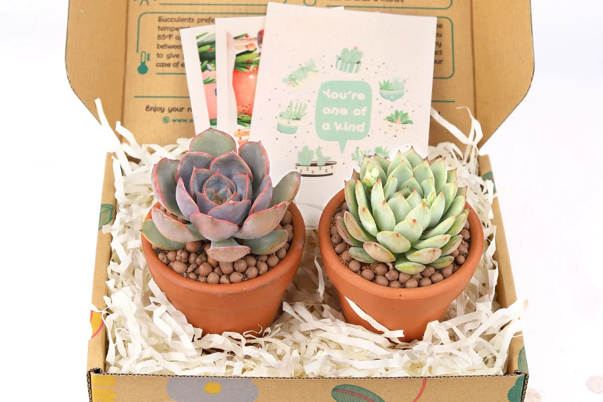 Succulents Box - Image 21