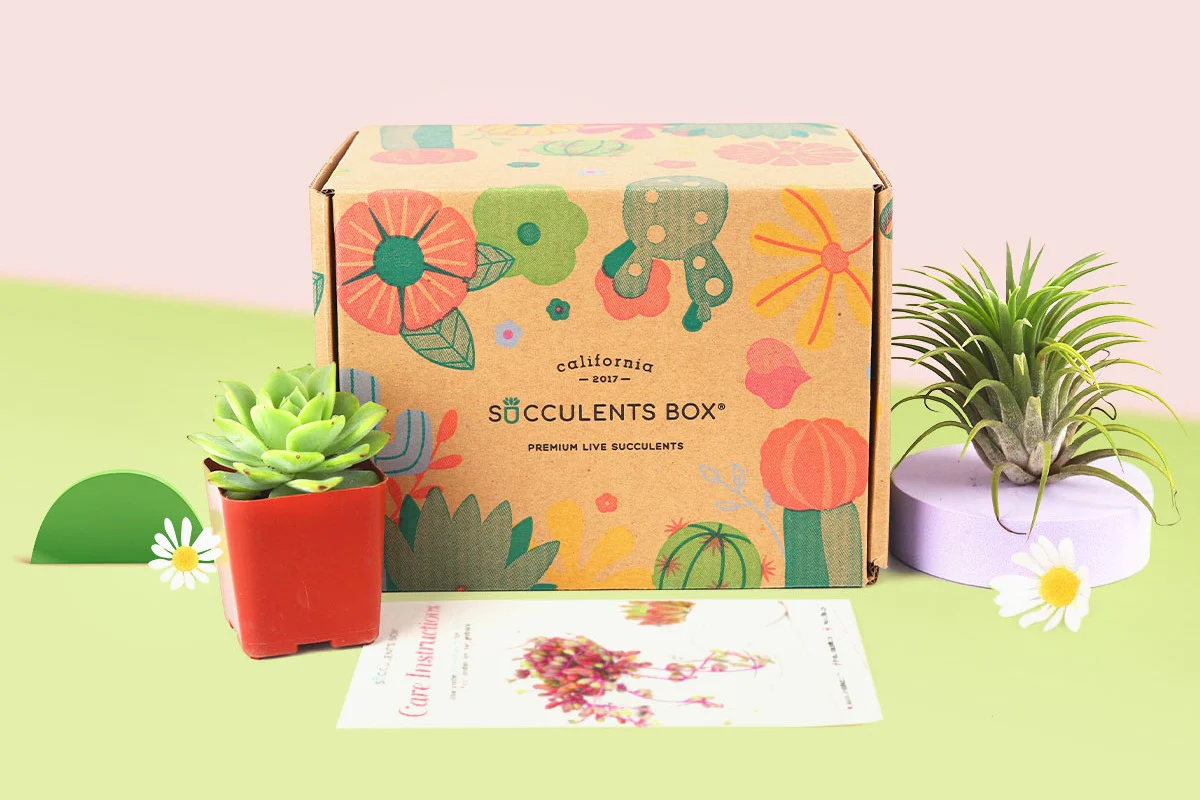 Succulents Box - Image 7