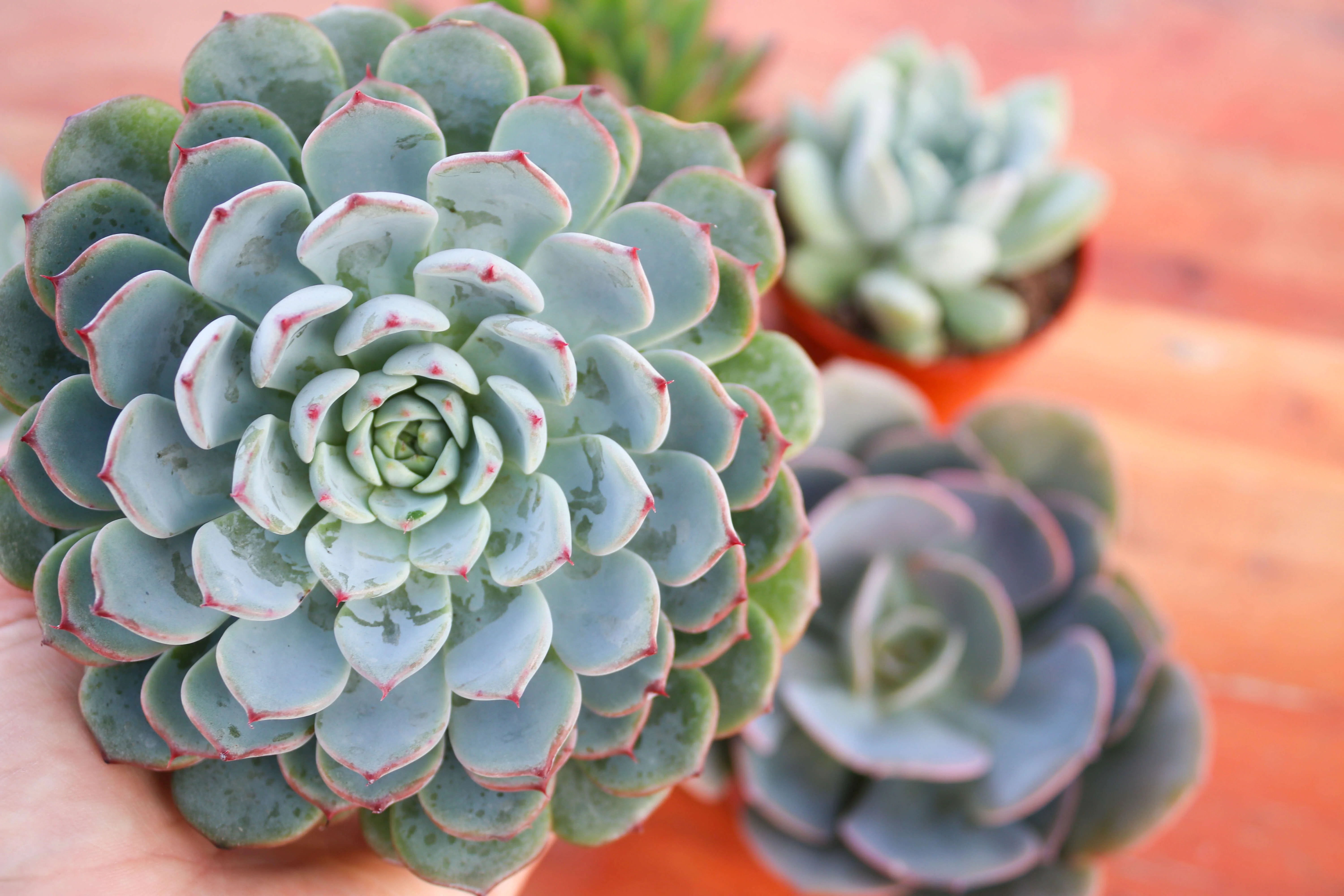 Monthly Succulents by Succy Crafts - Image 23