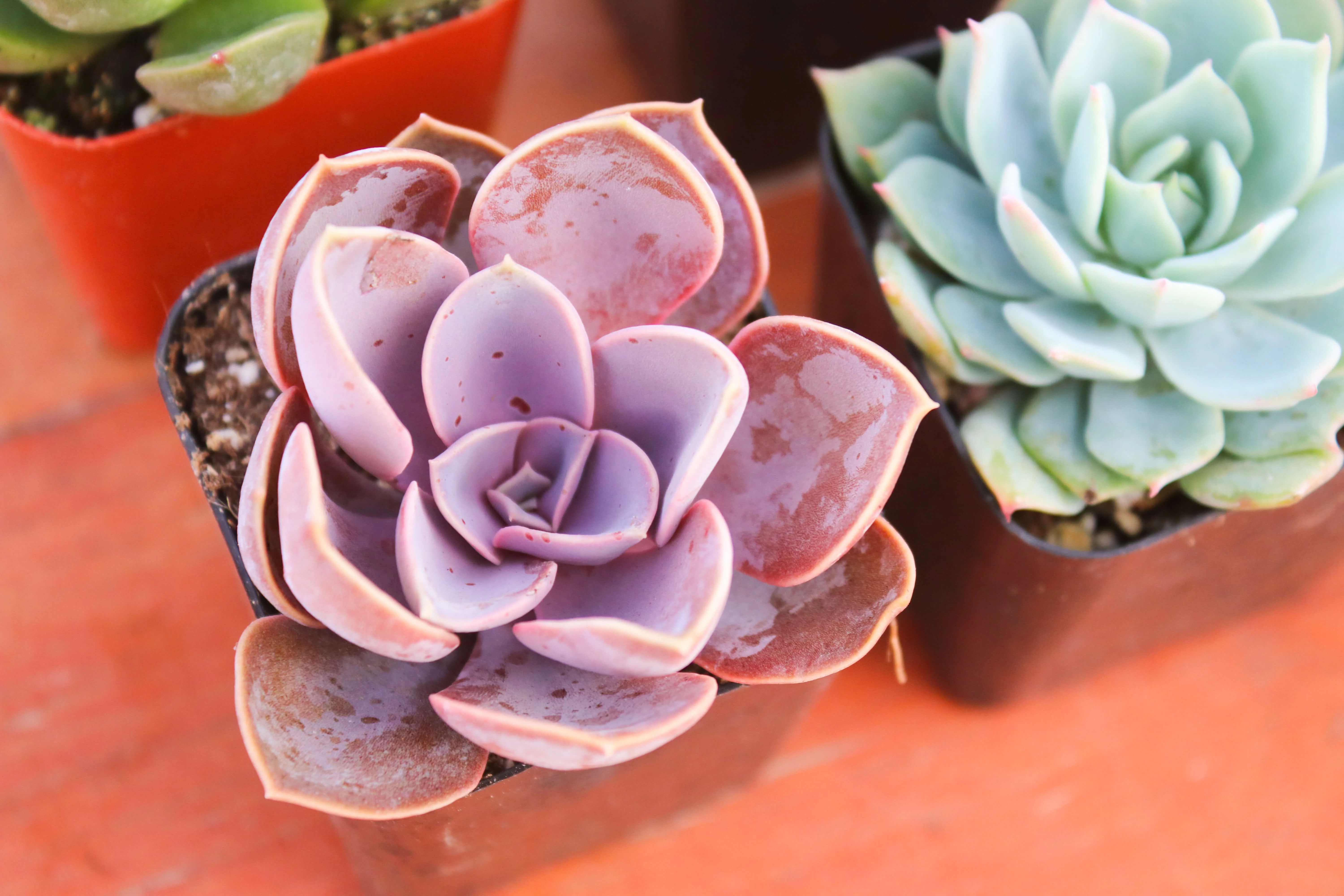 Monthly Succulents by Succy Crafts - Image 24