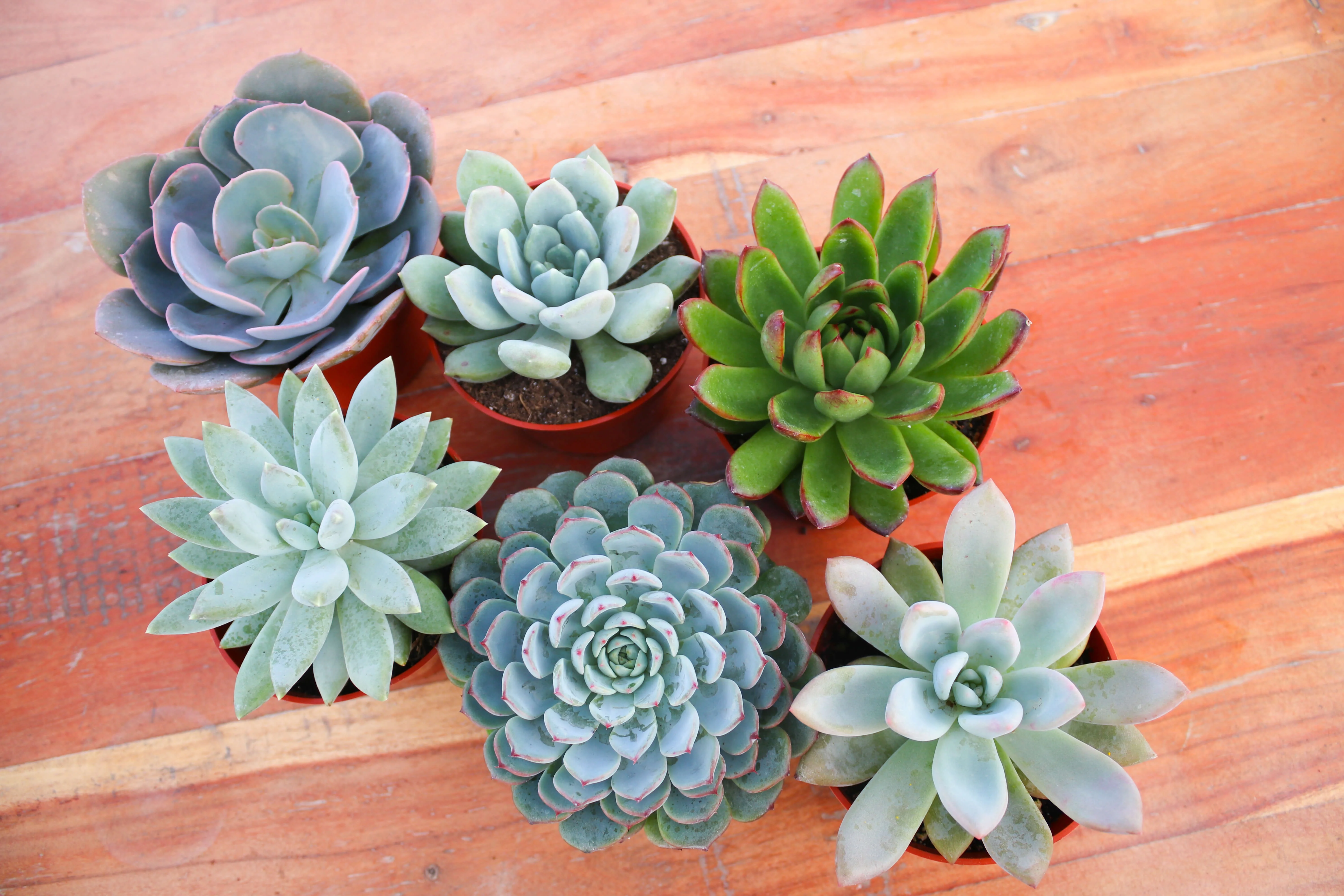 Monthly Succulents by Succy Crafts - Image 6