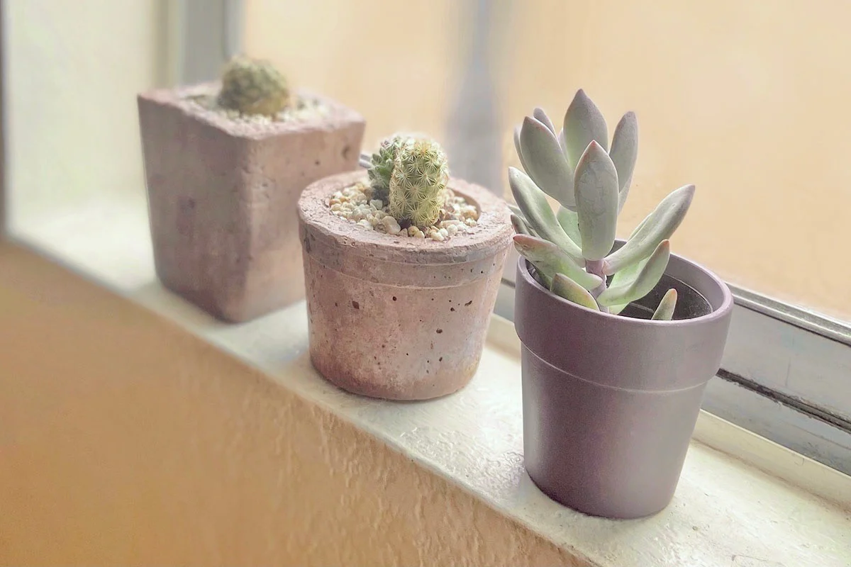 The Cactique Boutique Box - Image 6