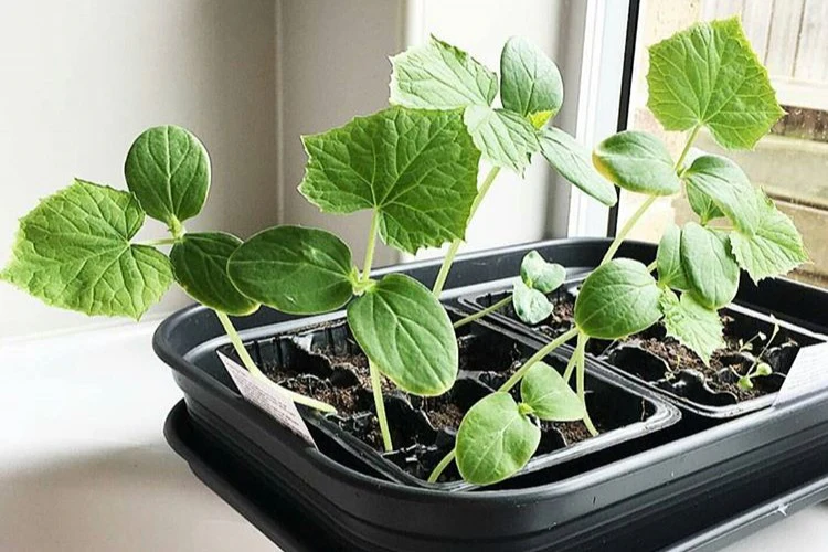 THE SUPER MEGA SUMMER SEED PACK - Image 8