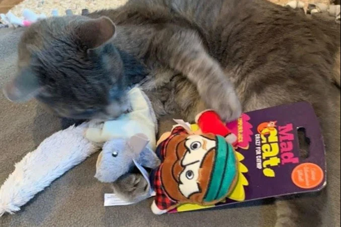 Peculiar Pet Holiday Box - Cat - Image 7