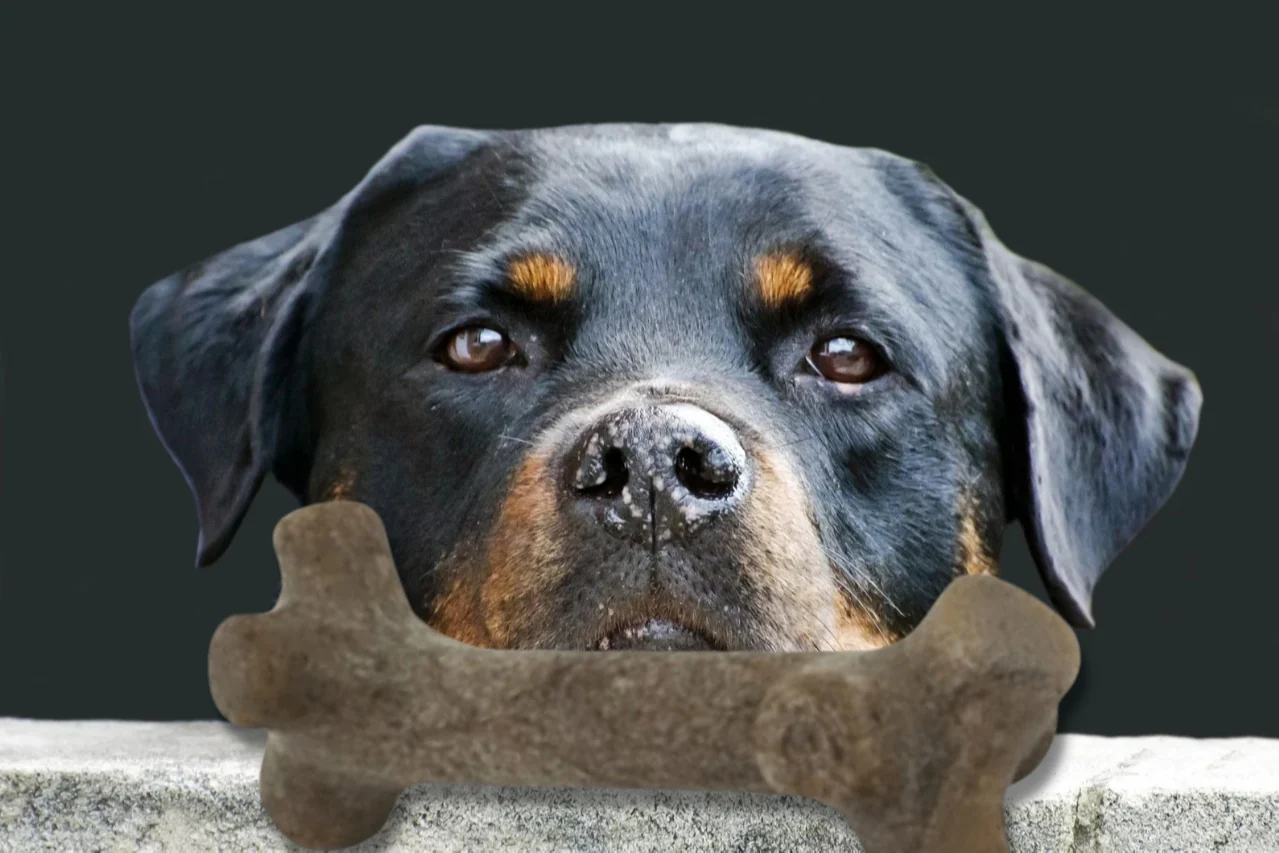 Peculiar Pet Holiday Box - Dog - Image 10
