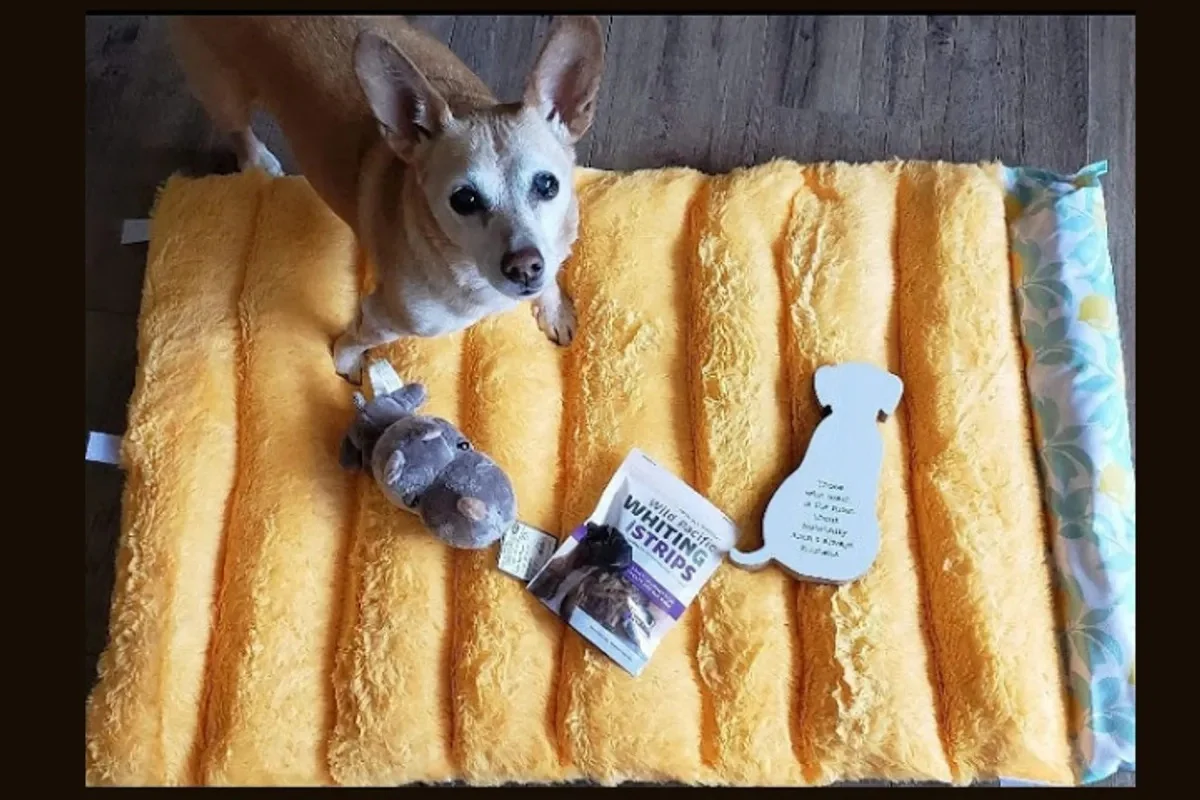 Peculiar Pet Holiday Box - Dog - Image 12