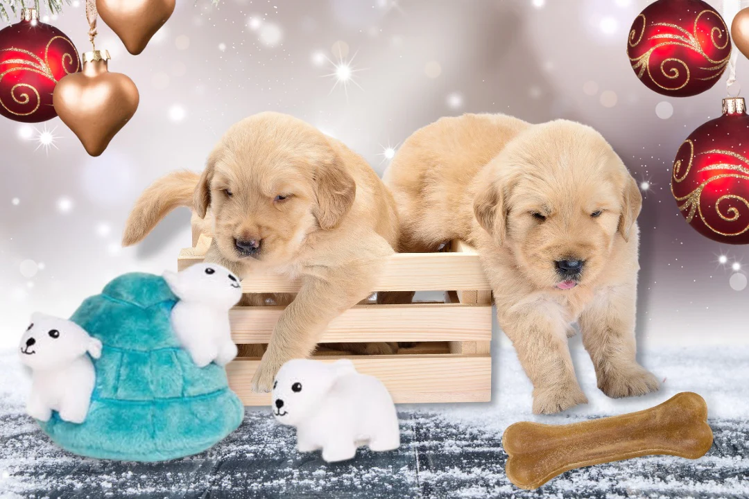 Peculiar Pet Holiday Box - Dog - Image 3